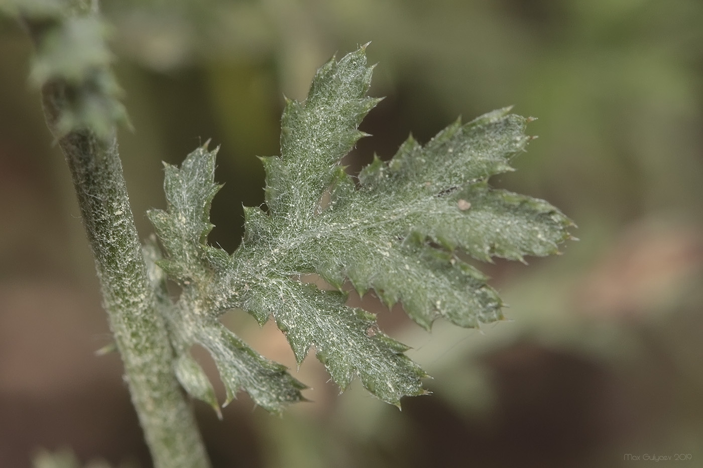 Image of Anthemis tinctoria specimen.