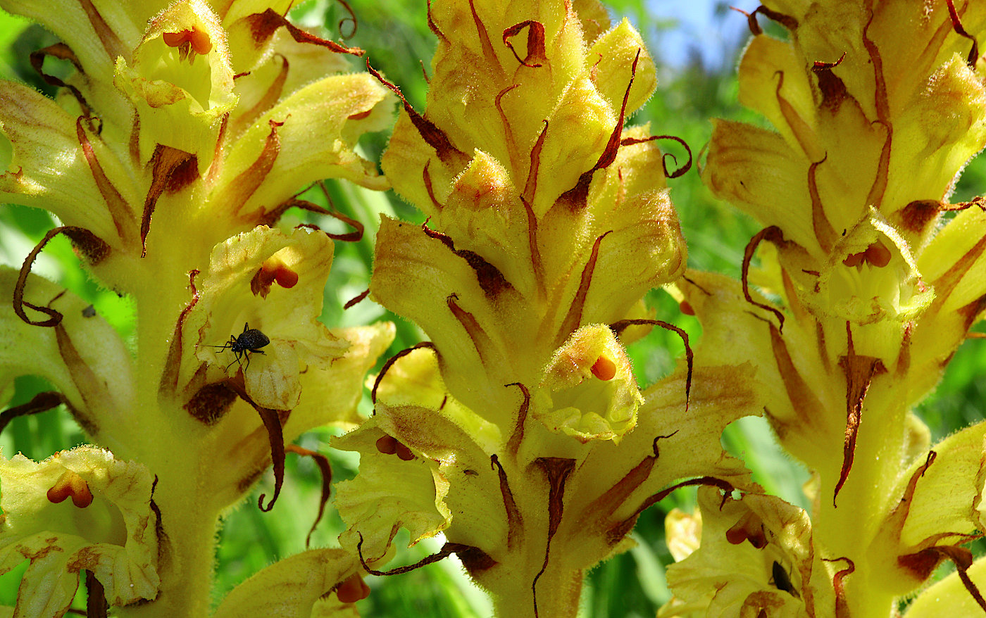 Image of Orobanche pallidiflora specimen.