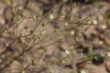 Arenaria leptoclados