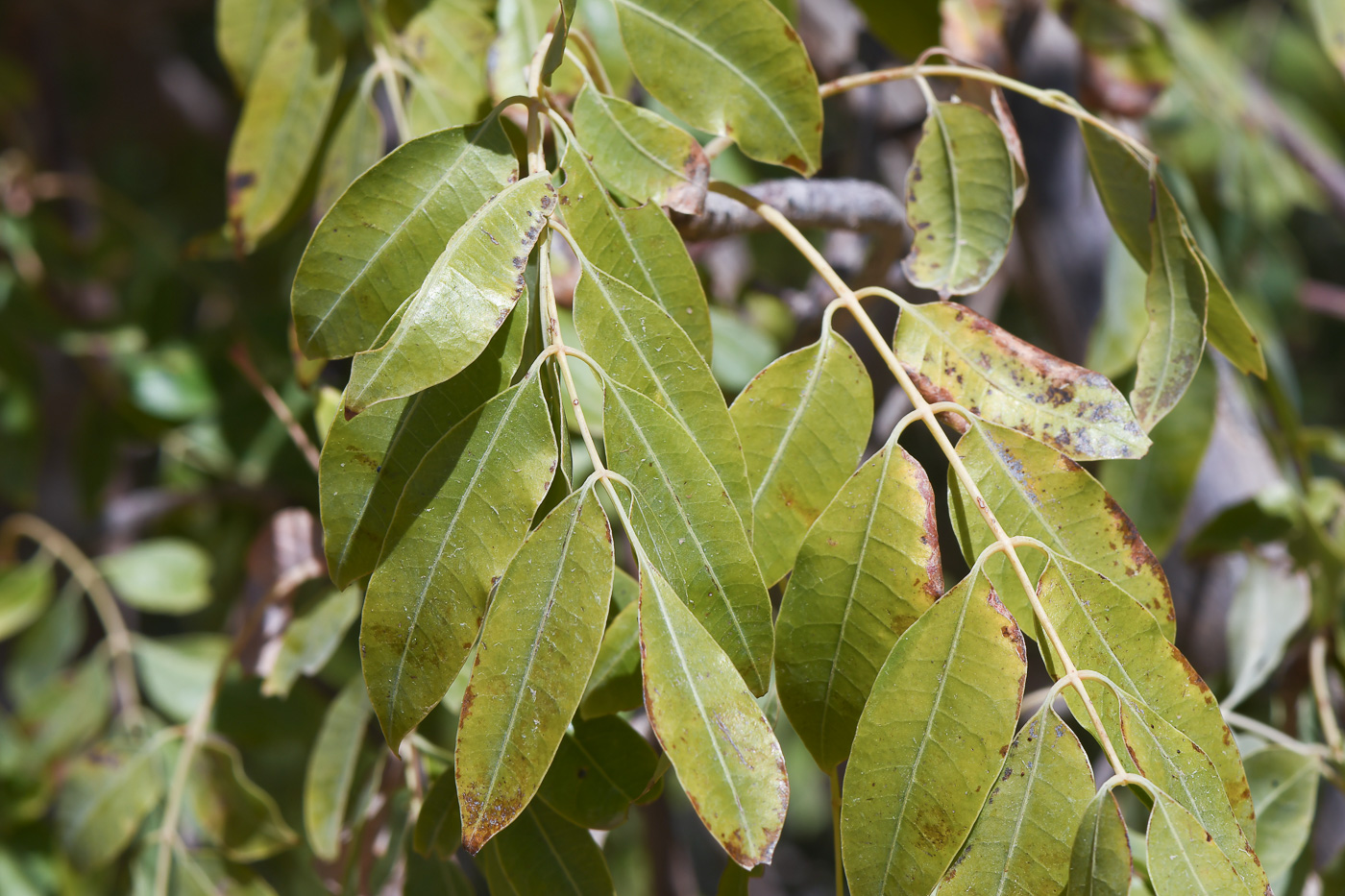 Image of Sclerocarya birrea specimen.