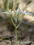 Ornithogalum kochii. Верхушка растения с соцветием. Ростовская обл., Аксайский р-н, окр. хут. Александровка, степной склон. 28.04.2019.