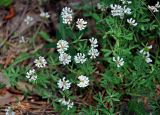 genus Dorycnium. Верхушки побегов с соцветиями. Сербия, национальный парк Тара, плоскогорье Равна Тара, западный берег оз. Заовине, опушка соснового леса. 11.07.2019.