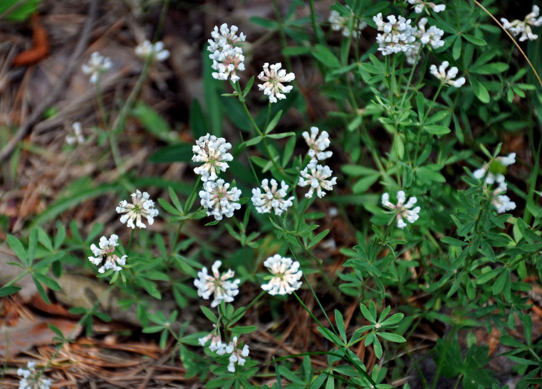 Image of genus Dorycnium specimen.
