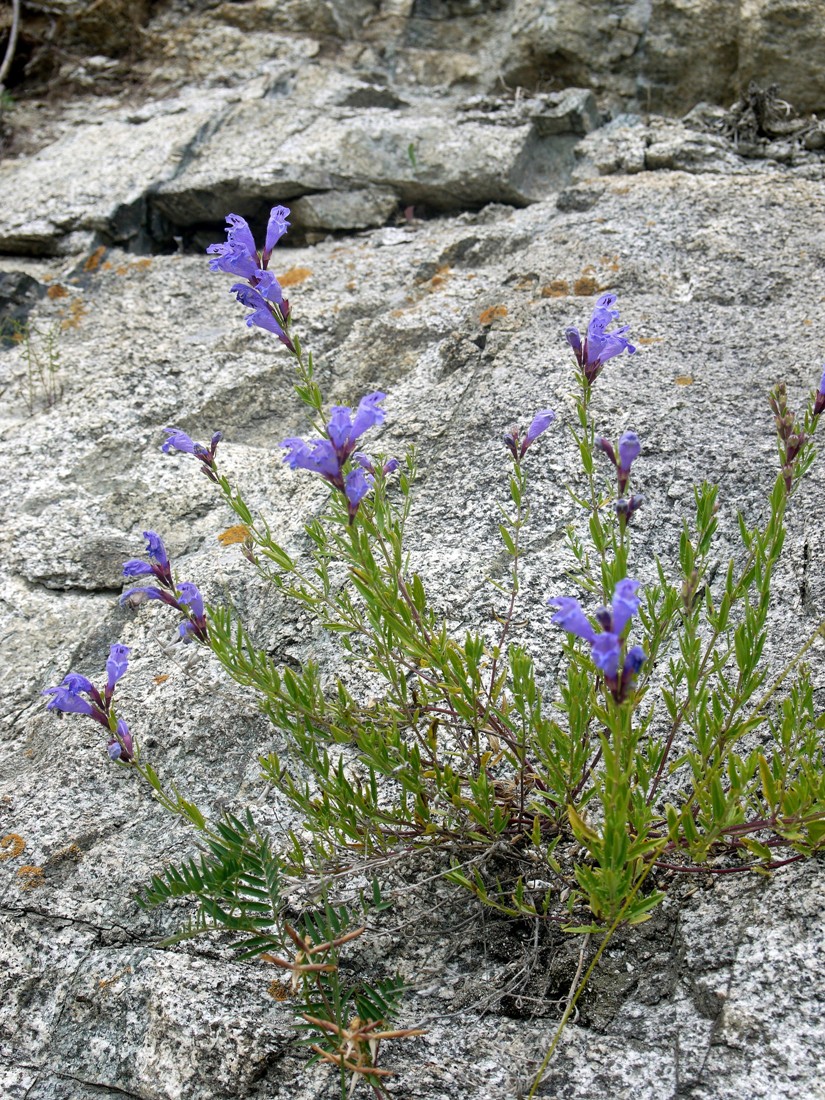 Image of Dracocephalum peregrinum specimen.