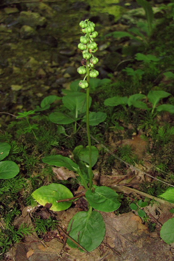 Image of Pyrola minor specimen.