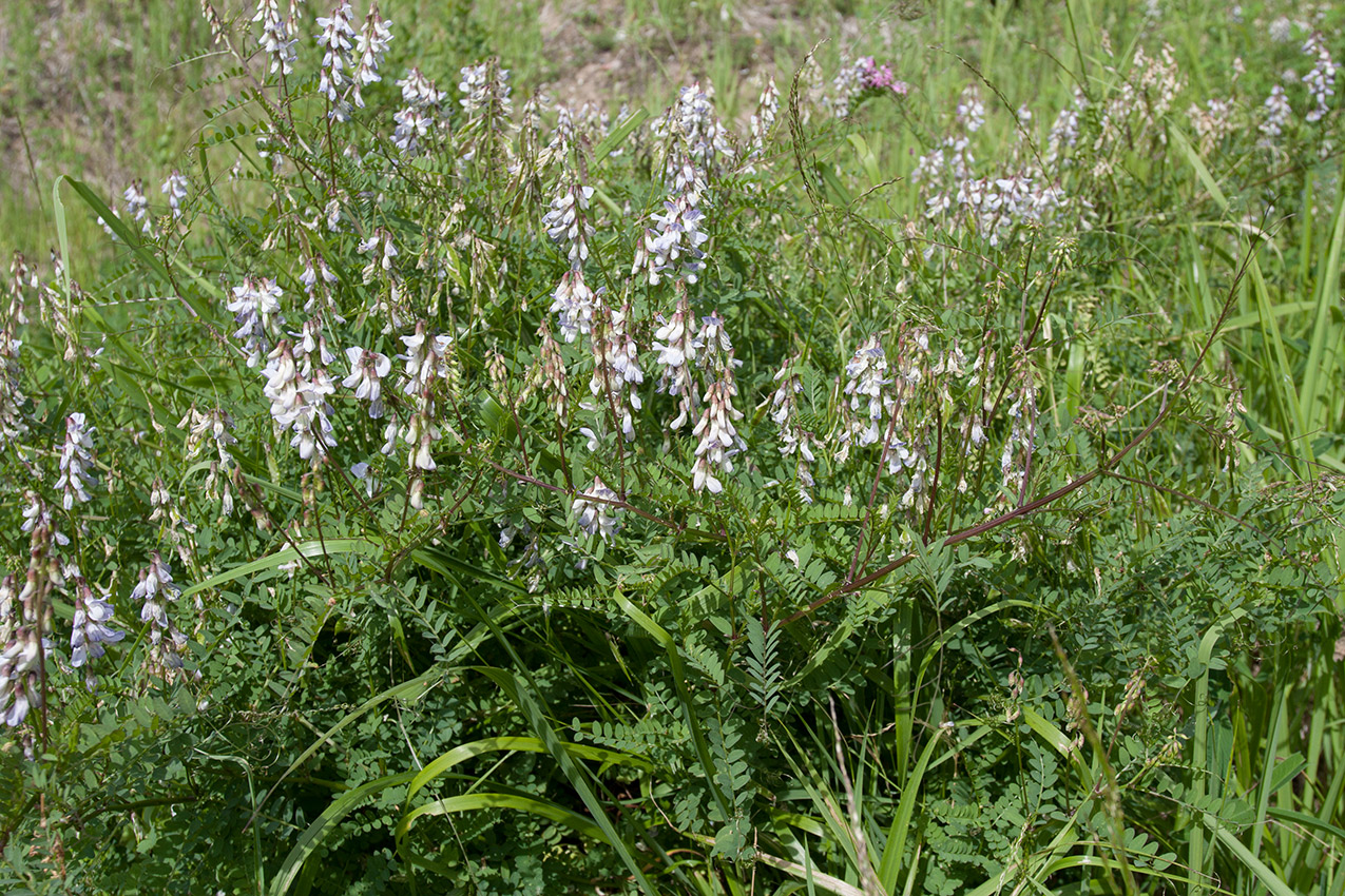 Image of Vicia sylvatica specimen.