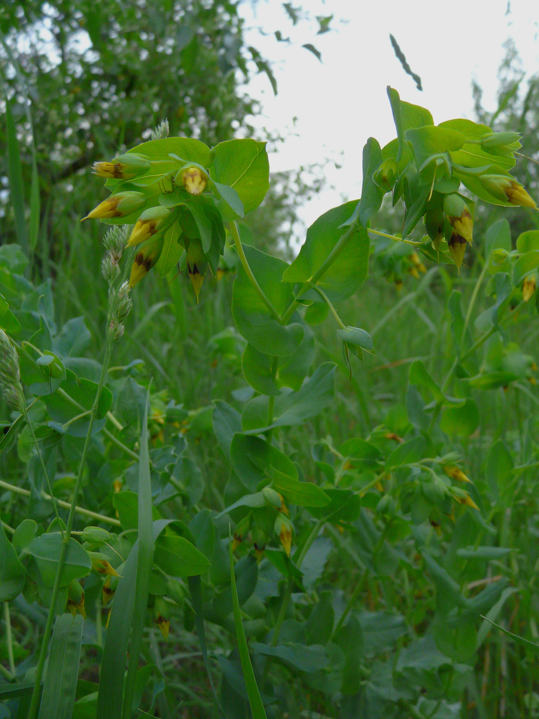 Image of Cerinthe minor specimen.