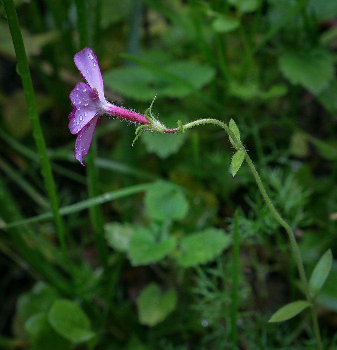 Image of Phlox drummondii specimen.