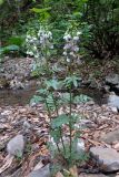 Cardamine uliginosa