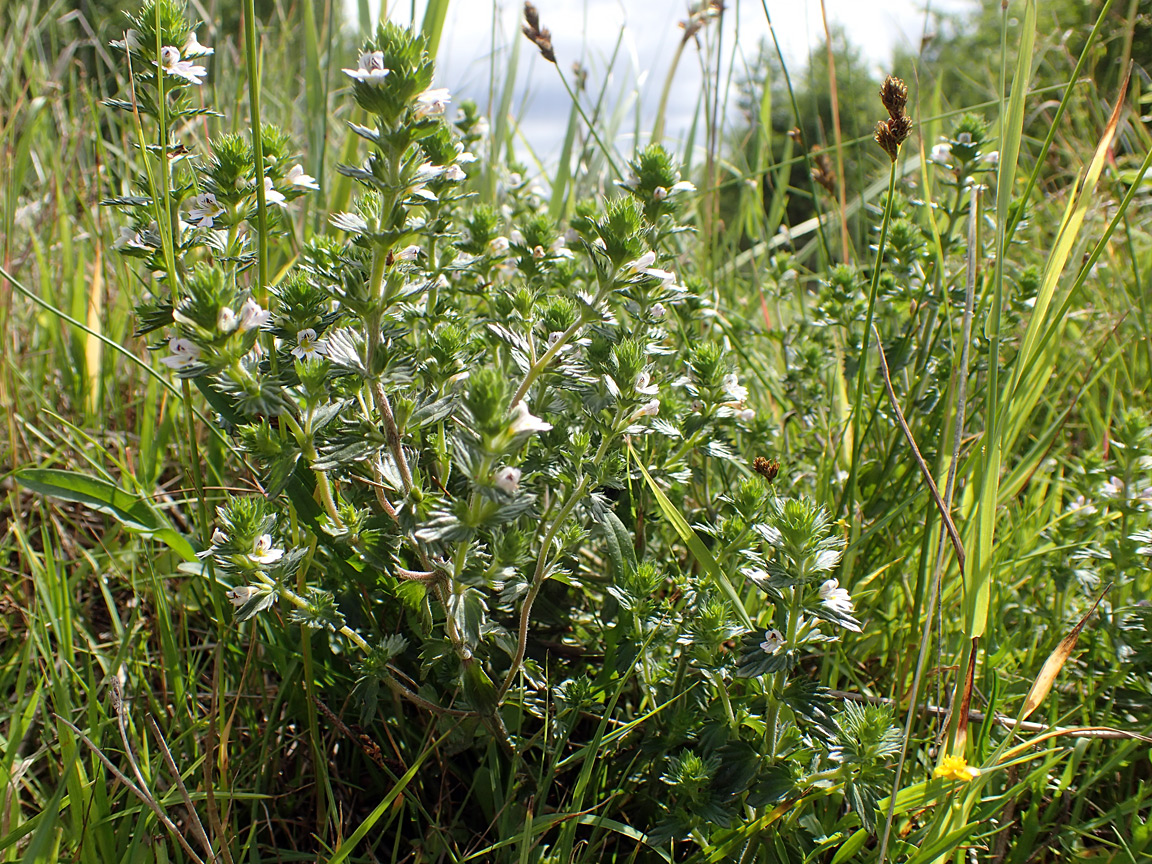 Изображение особи Euphrasia brevipila.