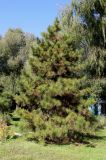 genus Pinus. Плодоносящие растение. Китай, Харбин, Хэйлунцзянский лесной ботанический сад, в культуре. 06.10.2019.