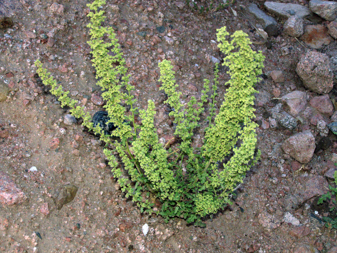 Image of Dysphania botrys specimen.