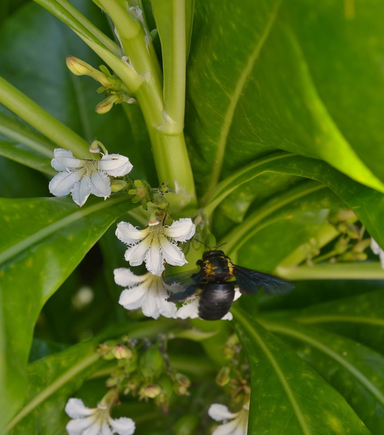 Изображение особи Scaevola taccada.