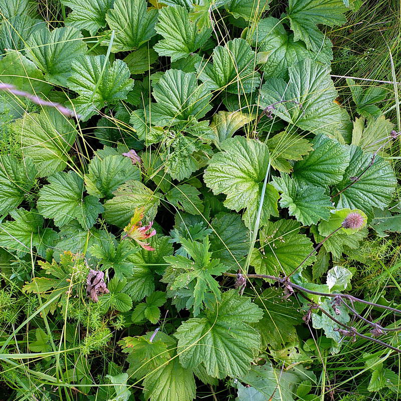 Image of Geum rivale specimen.