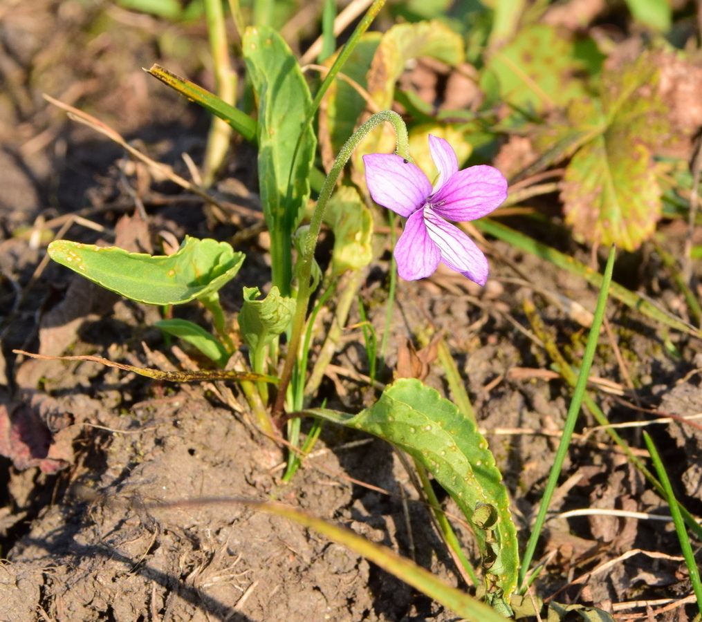 Image of Viola mandshurica specimen.