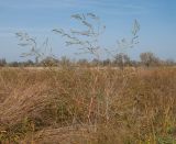 Chenopodium strictum. Отцветшее растение. Краснодарский край, м/о город-курорт Анапа, окр. станицы Благовещенская, Витязевская коса, влажная низина среди закреплённых песков. 05.10.2019.