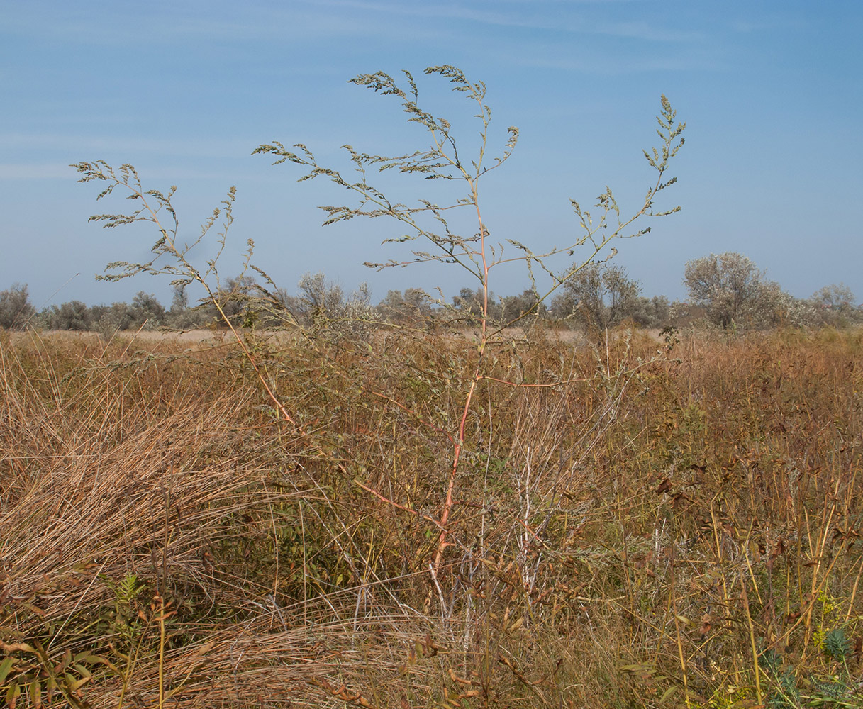 Image of Chenopodium strictum specimen.