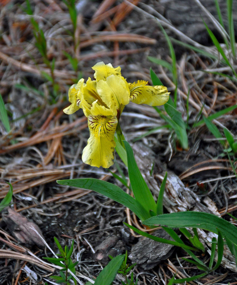 Image of Iris bloudowii specimen.
