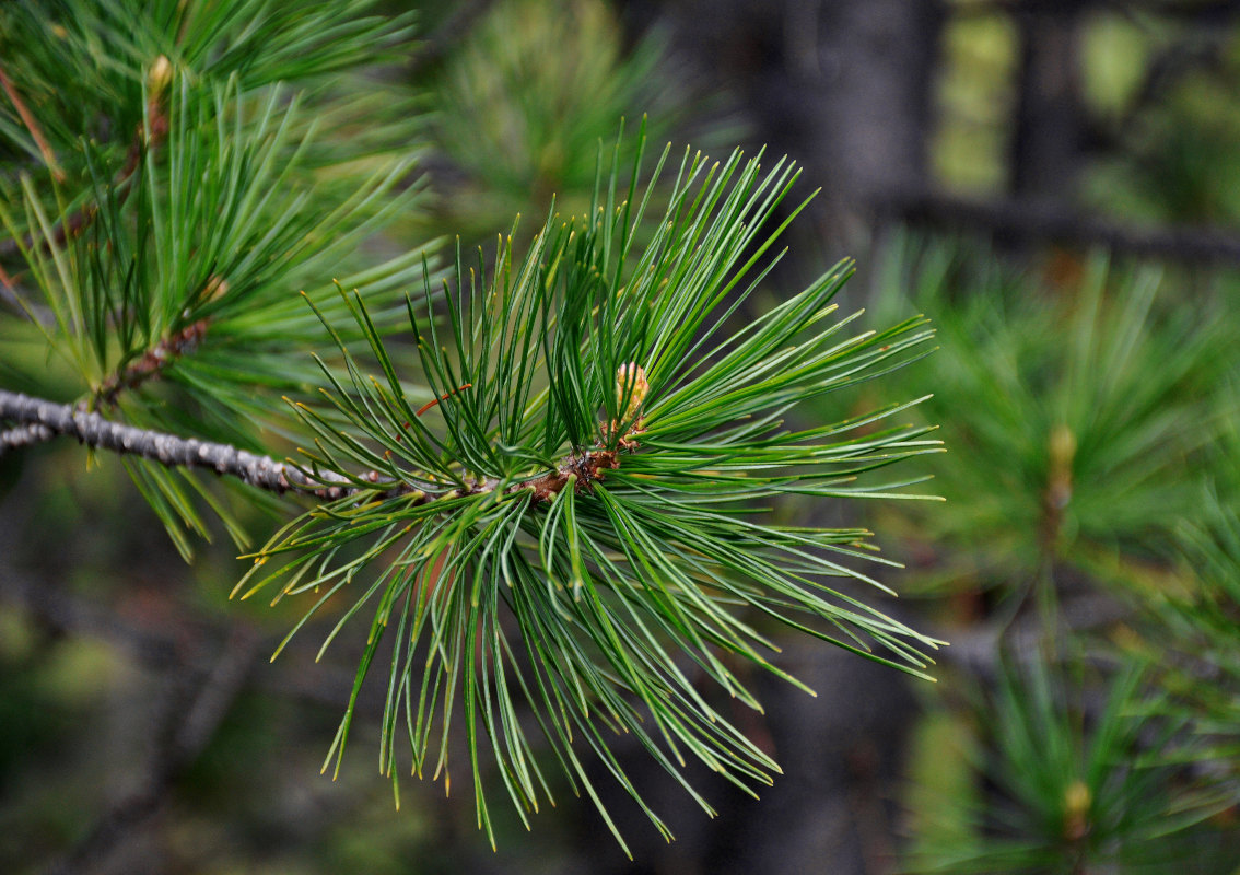 Изображение особи Pinus sibirica.