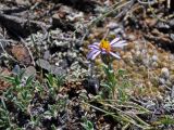 Rhinactinidia eremophila. Вегетирующие и цветущее растения. Алтай, Кош-Агачский р-н, окр. с. Кош-Агач, ≈ 1700 м н.у.м., каменистый склон. 13.06.2017.