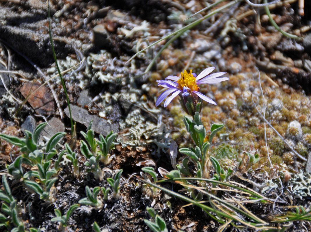 Изображение особи Rhinactinidia eremophila.