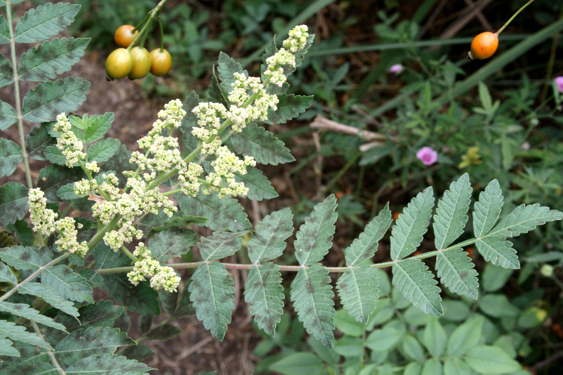 Изображение особи Rhus coriaria.