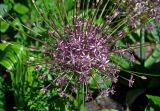 Allium schubertii. Соцветие. Москва, ботанический сад МГУ \"Аптекарский огород\", в культуре. 18.05.2019.