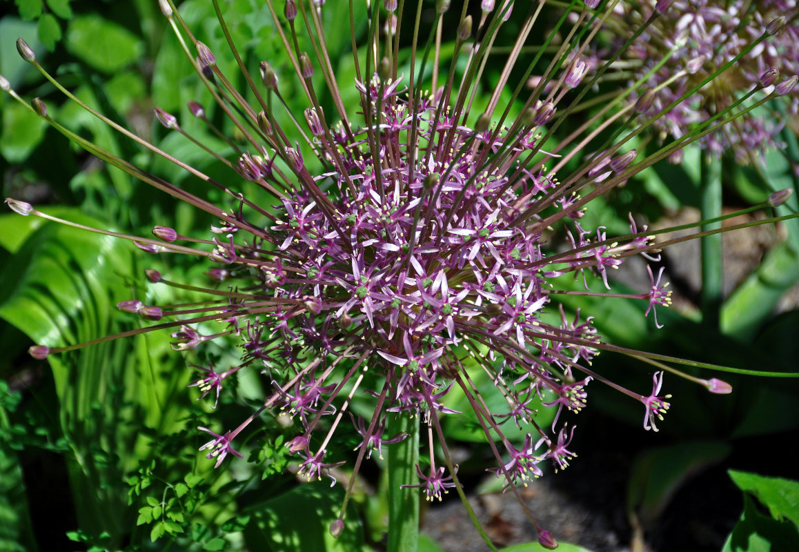 Изображение особи Allium schubertii.