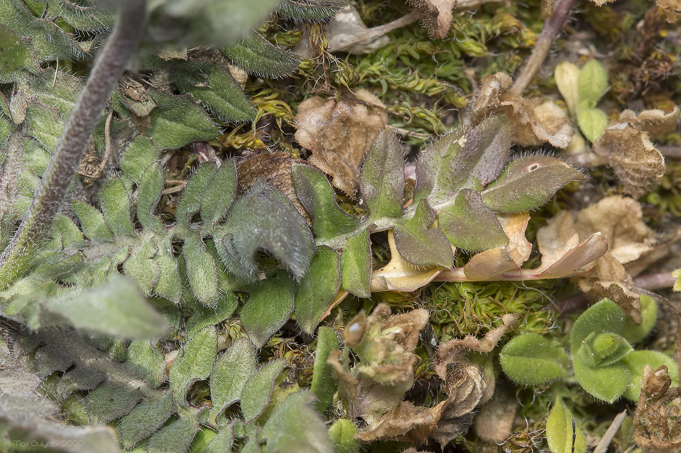 Image of Capsella bursa-pastoris specimen.