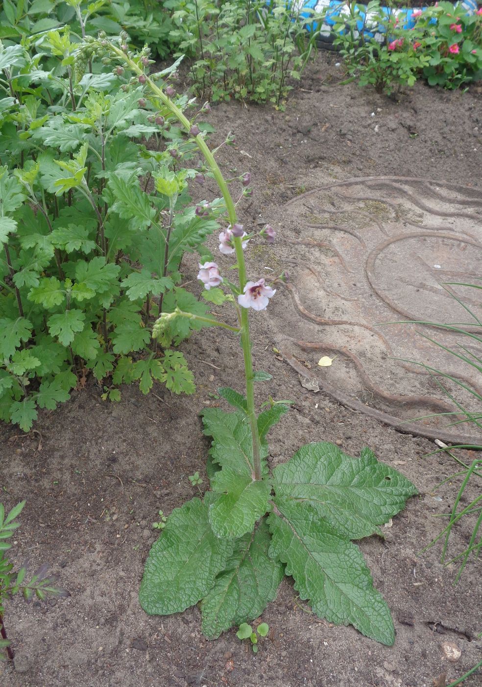 Image of Verbascum phoeniceum specimen.