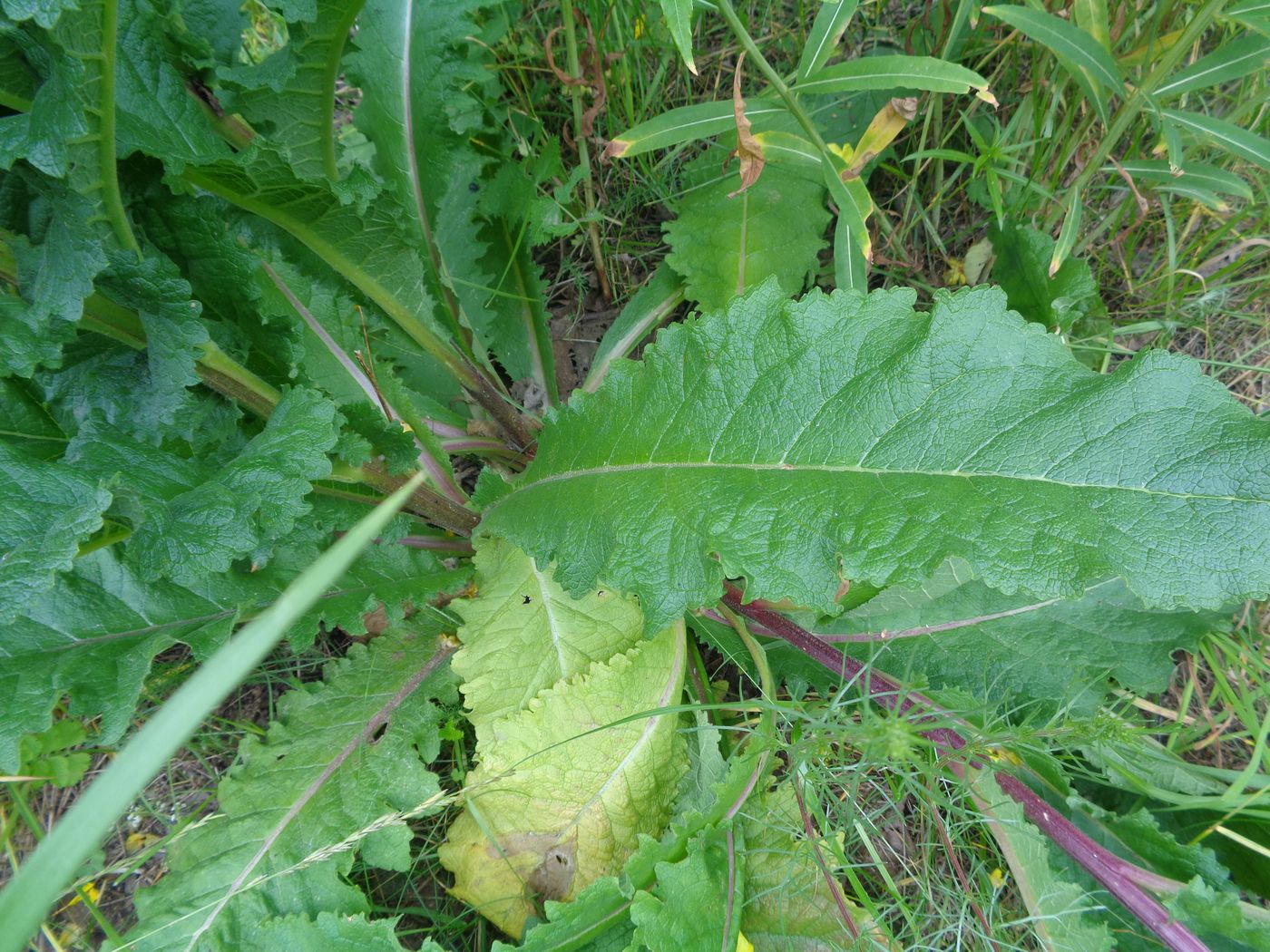 Image of Verbascum marschallianum specimen.