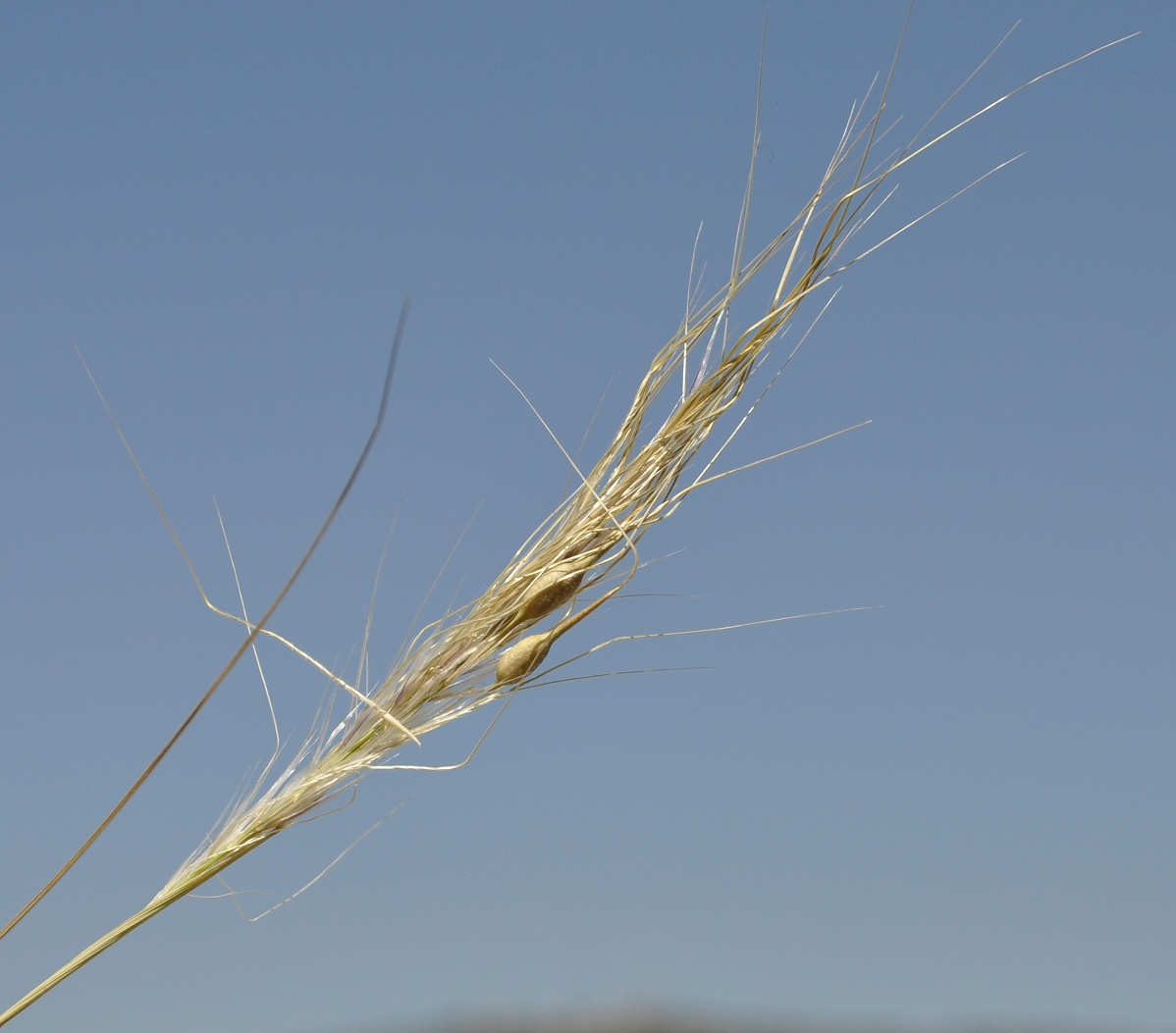 Image of Stipellula capensis specimen.