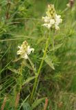 Pedicularis compacta. Цветущее растение. Алтай, плоскогорье Укок, Джумалинские ключи, ≈ 2400 м н.у.м.. субальпийский луг. 22.07.2010.