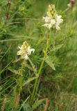 Pedicularis compacta