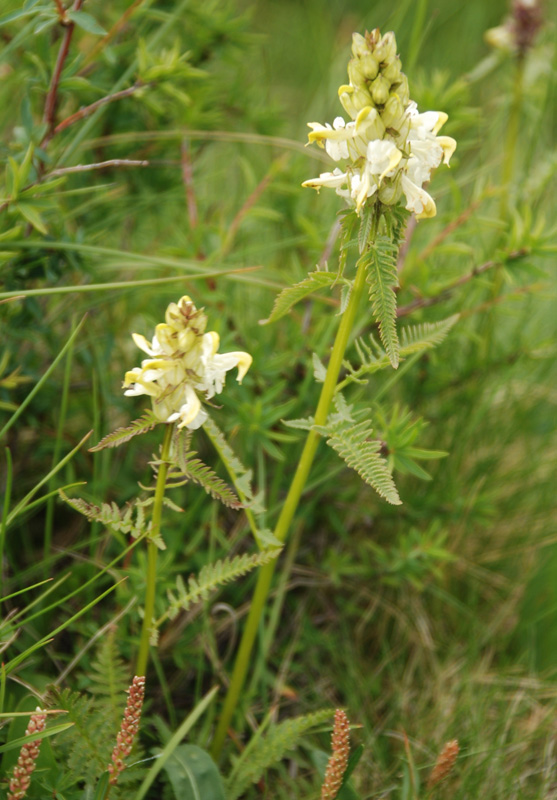Изображение особи Pedicularis compacta.