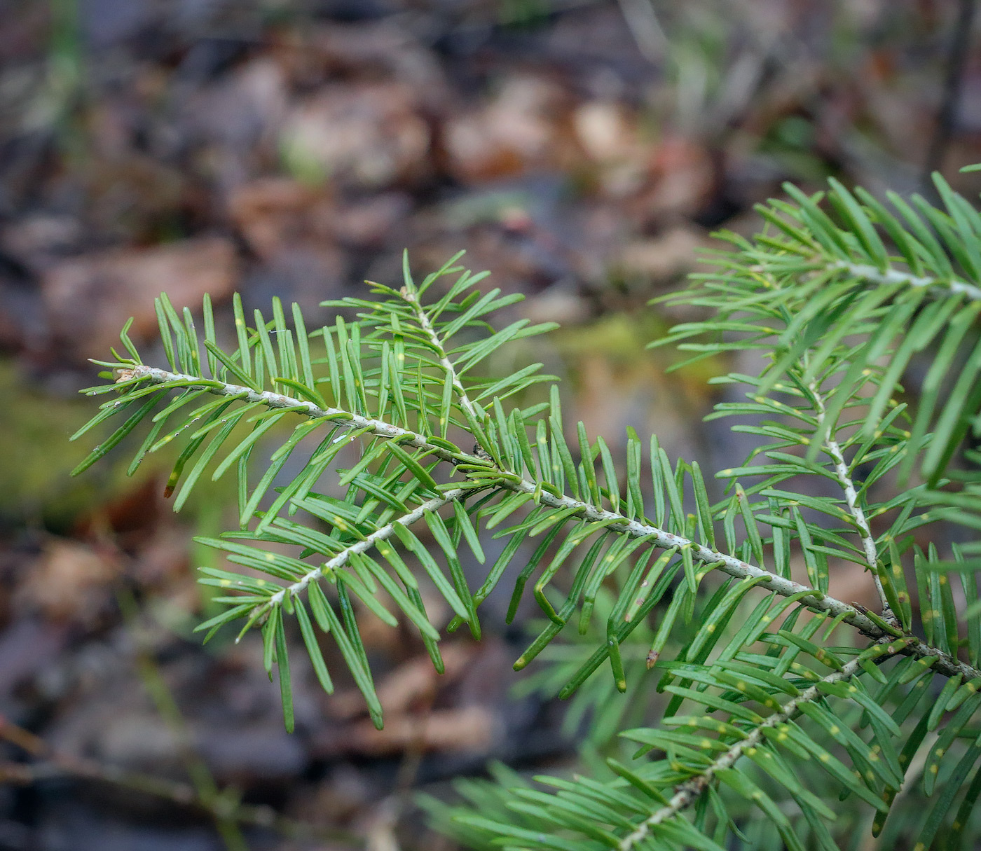 Image of Abies sibirica specimen.