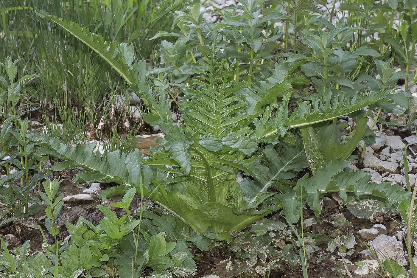 Изображение особи Dipsacus laciniatus.