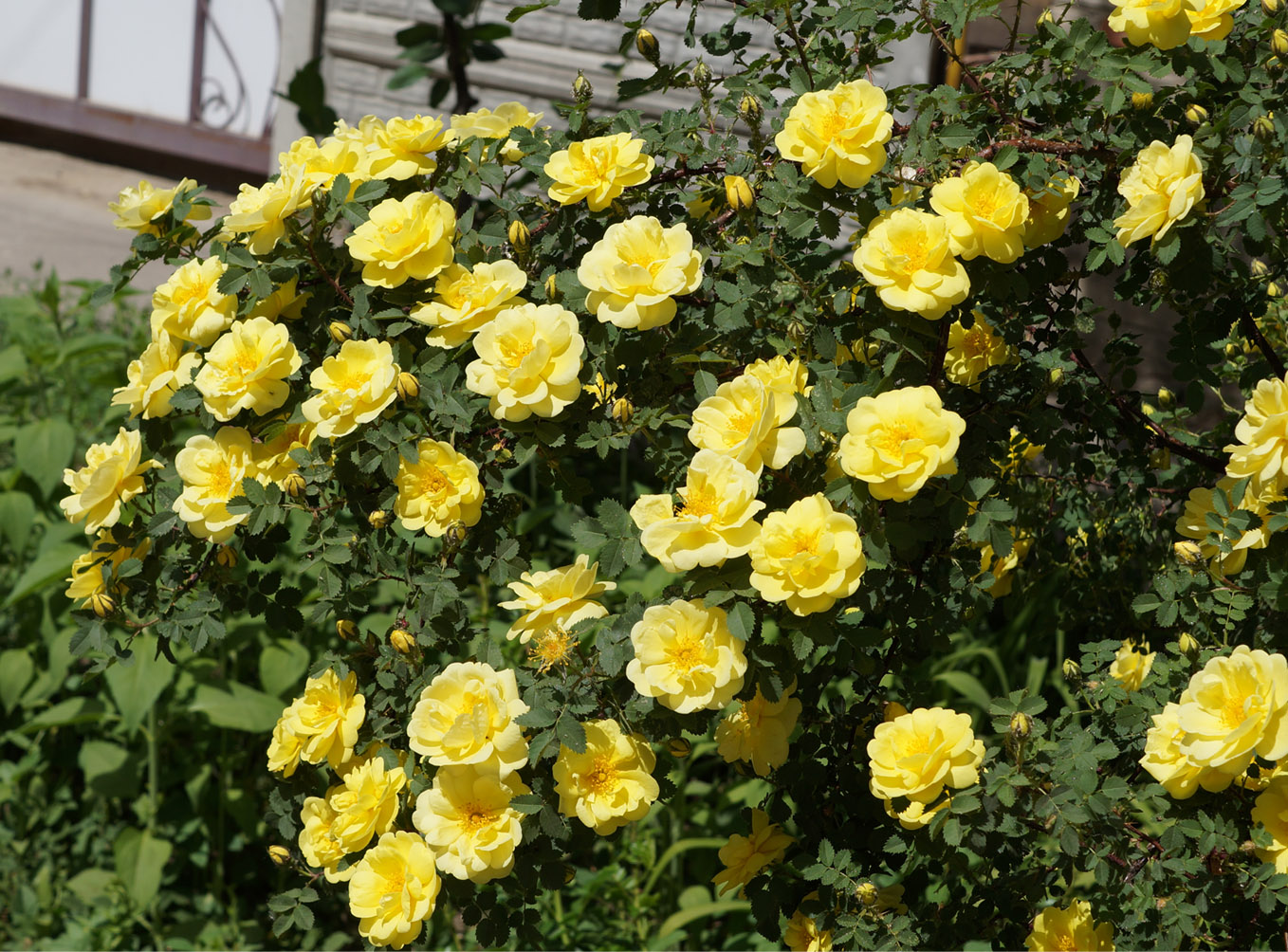 Image of Rosa foetida var. persiana specimen.