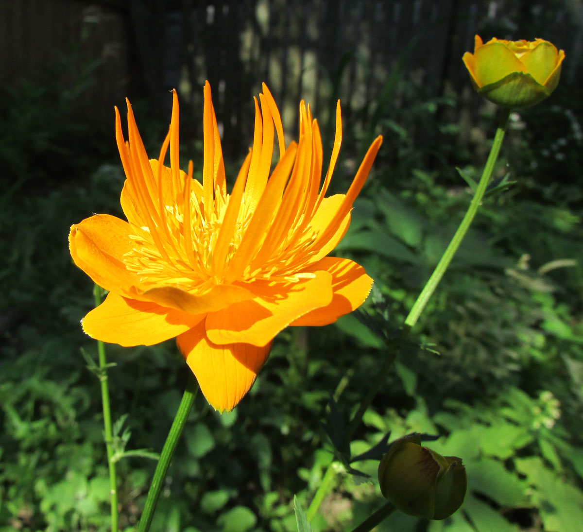 Image of Trollius chinensis specimen.