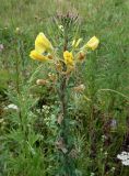 род Oenothera