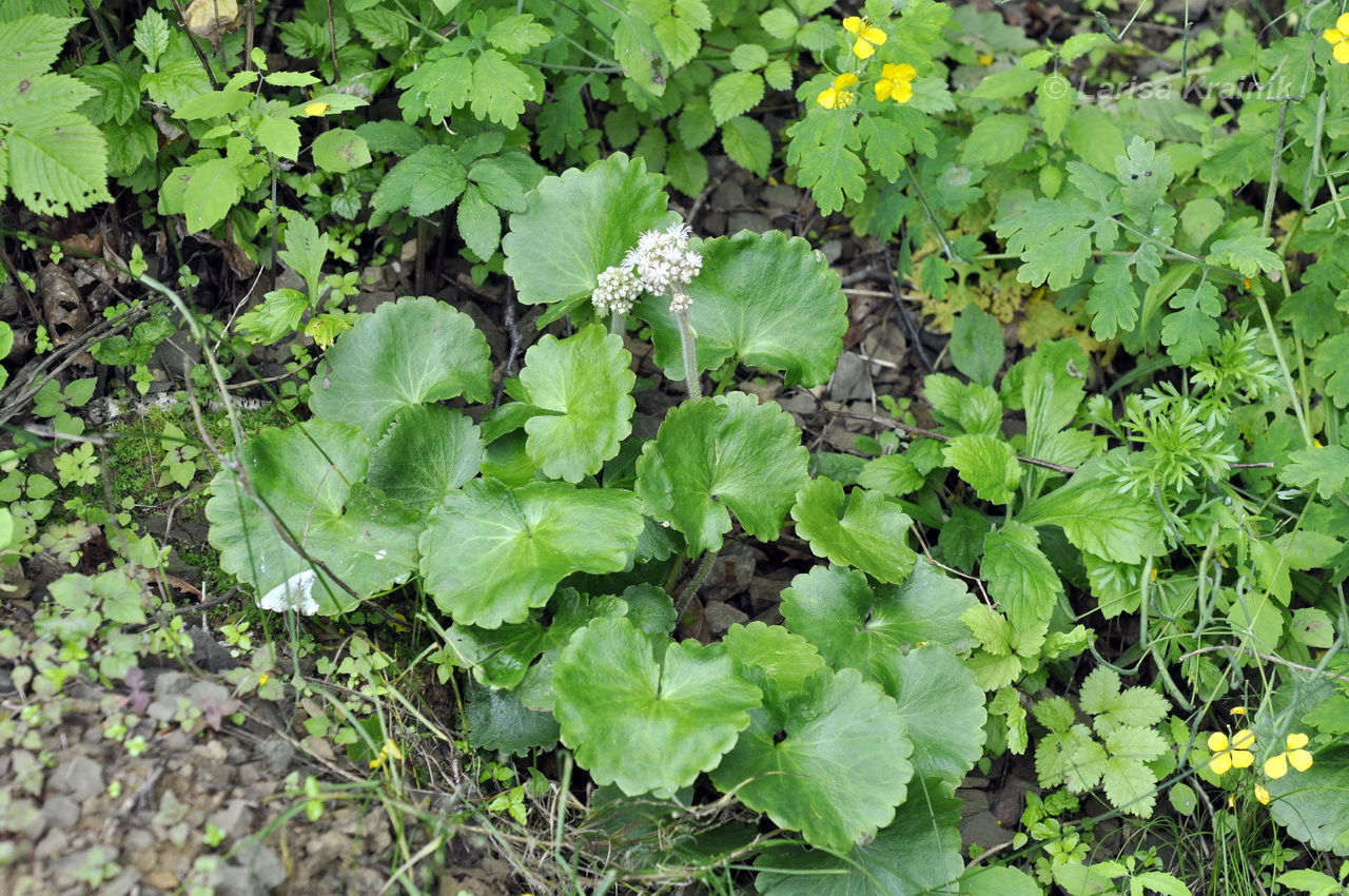 Изображение особи Micranthes manchuriensis.