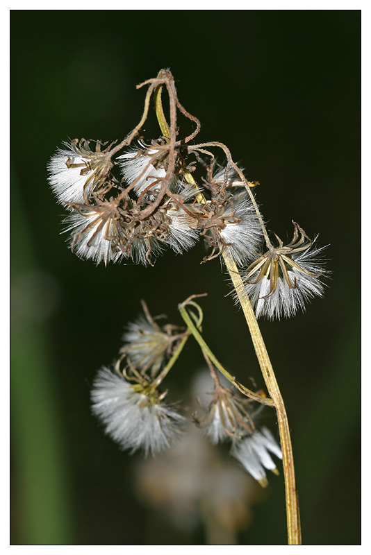 Изображение особи Crepis praemorsa.