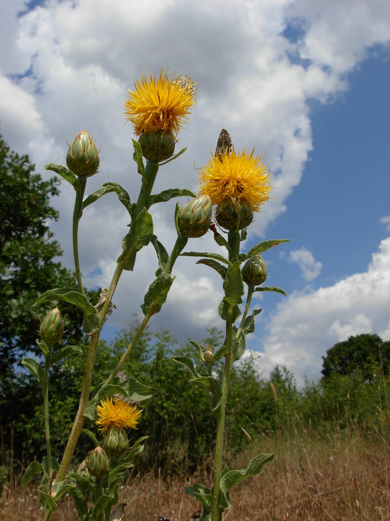 Image of Centaurea thracica specimen.