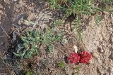 Oxytropis microsphaera