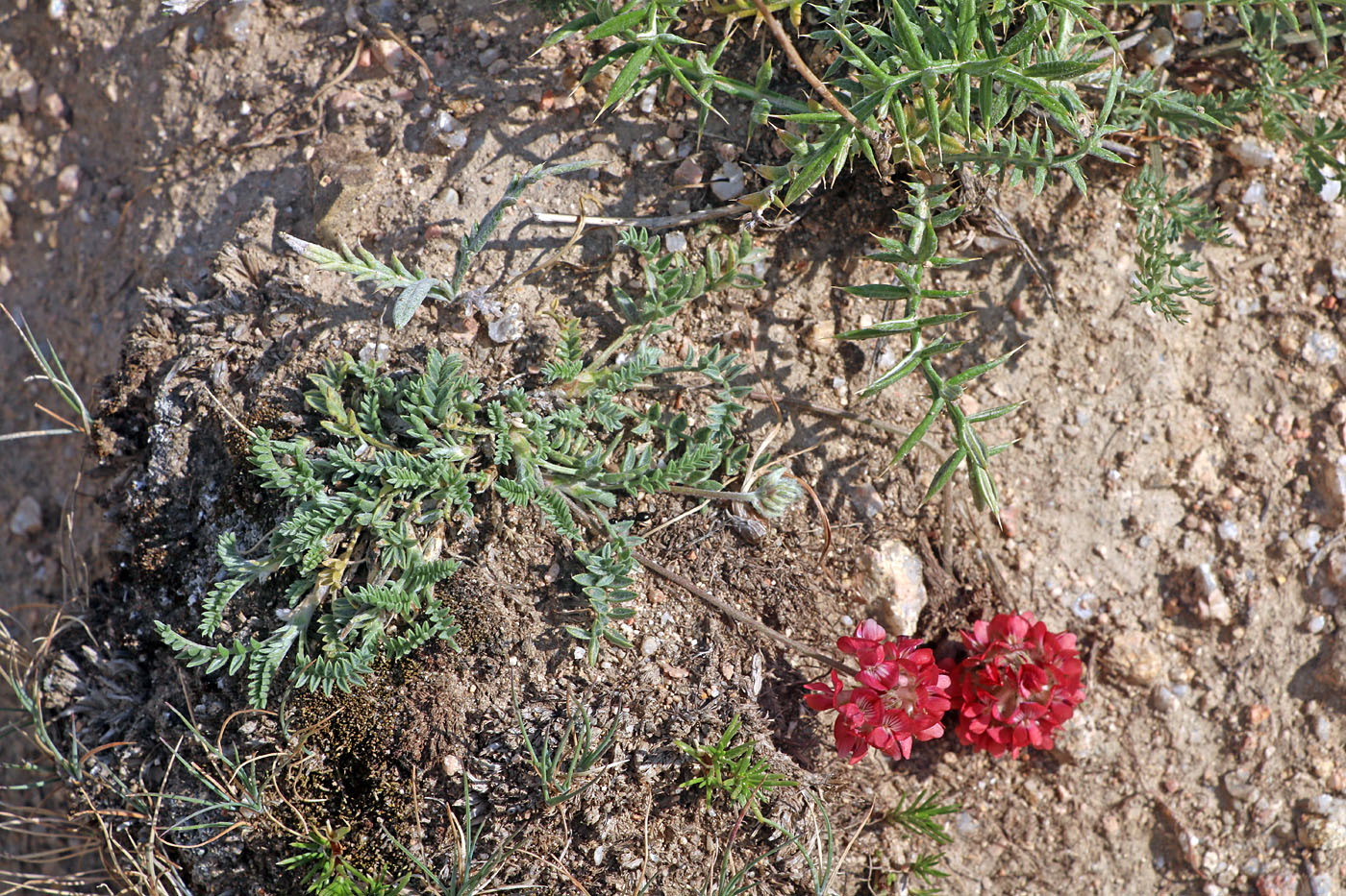 Image of Oxytropis microsphaera specimen.