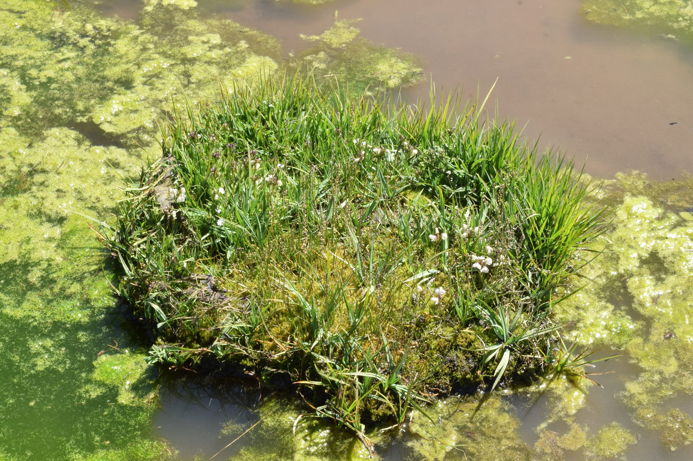 Image of Pedicularis rhinanthoides specimen.