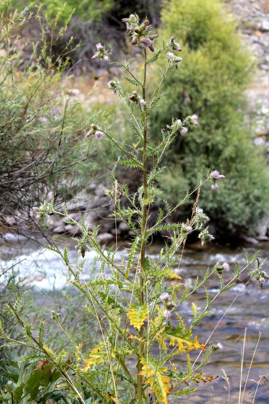 Image of Cirsium polyacanthum specimen.