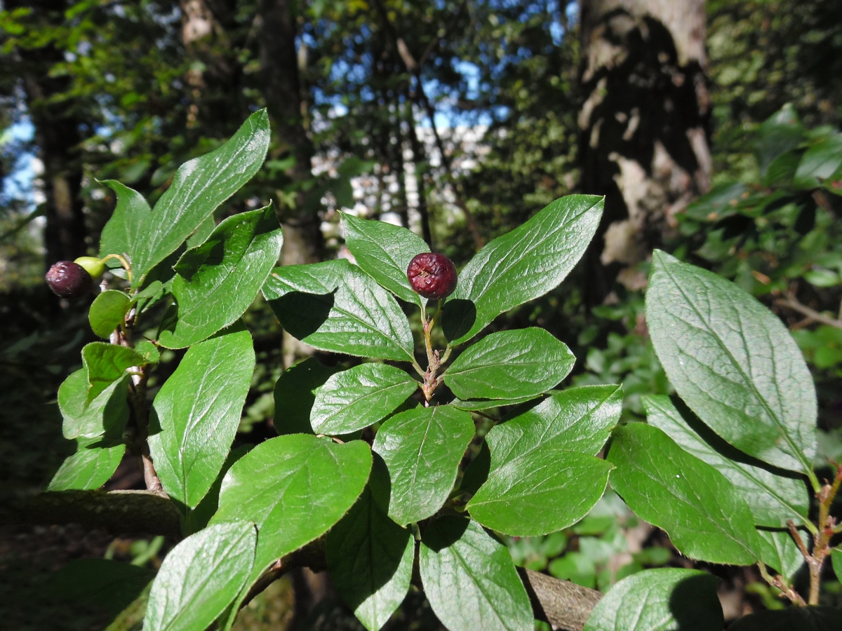 Image of Cotoneaster lucidus specimen.