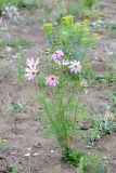 Cosmos bipinnatus