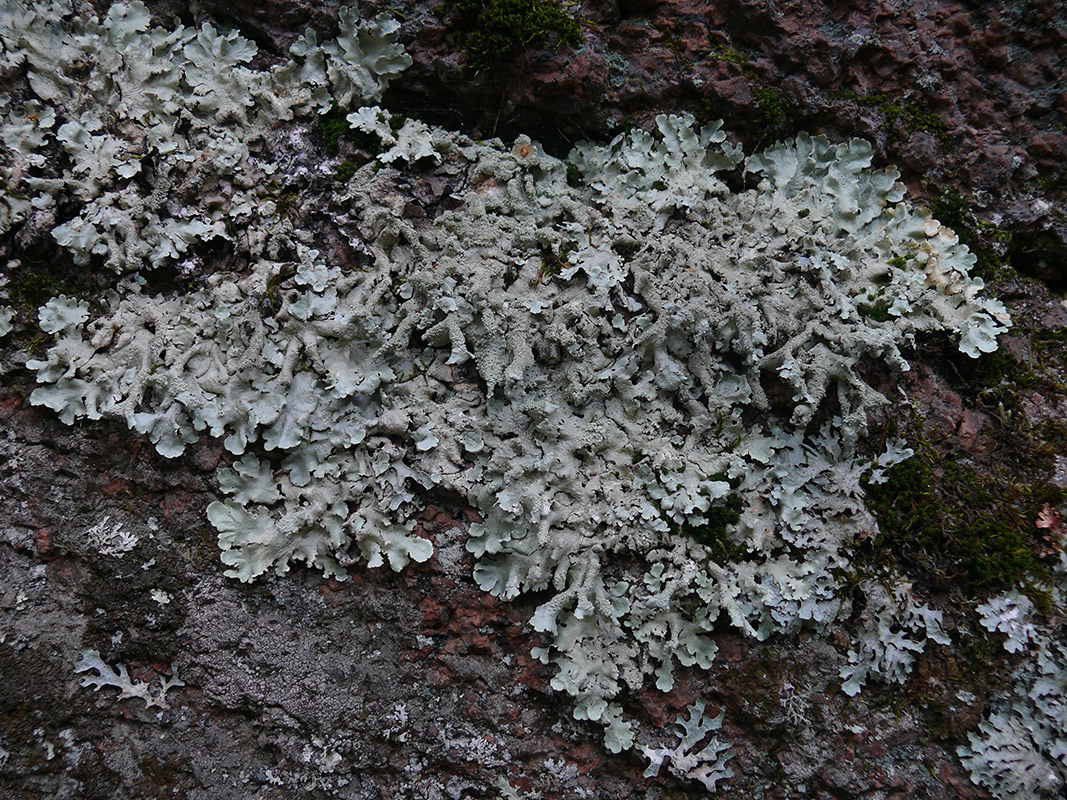 Image of Flavoparmelia caperata specimen.